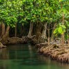 Les mangroves sont des endroits vraiment spéciaux entre terre et mer